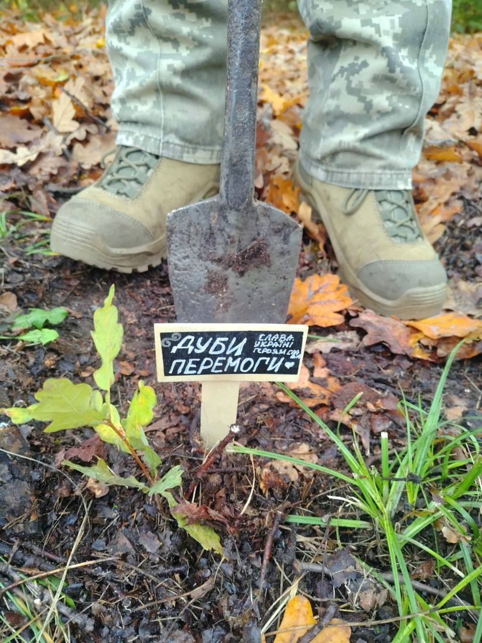 У київських лісах висадили нащадків Шевченкових дубів - фото 2