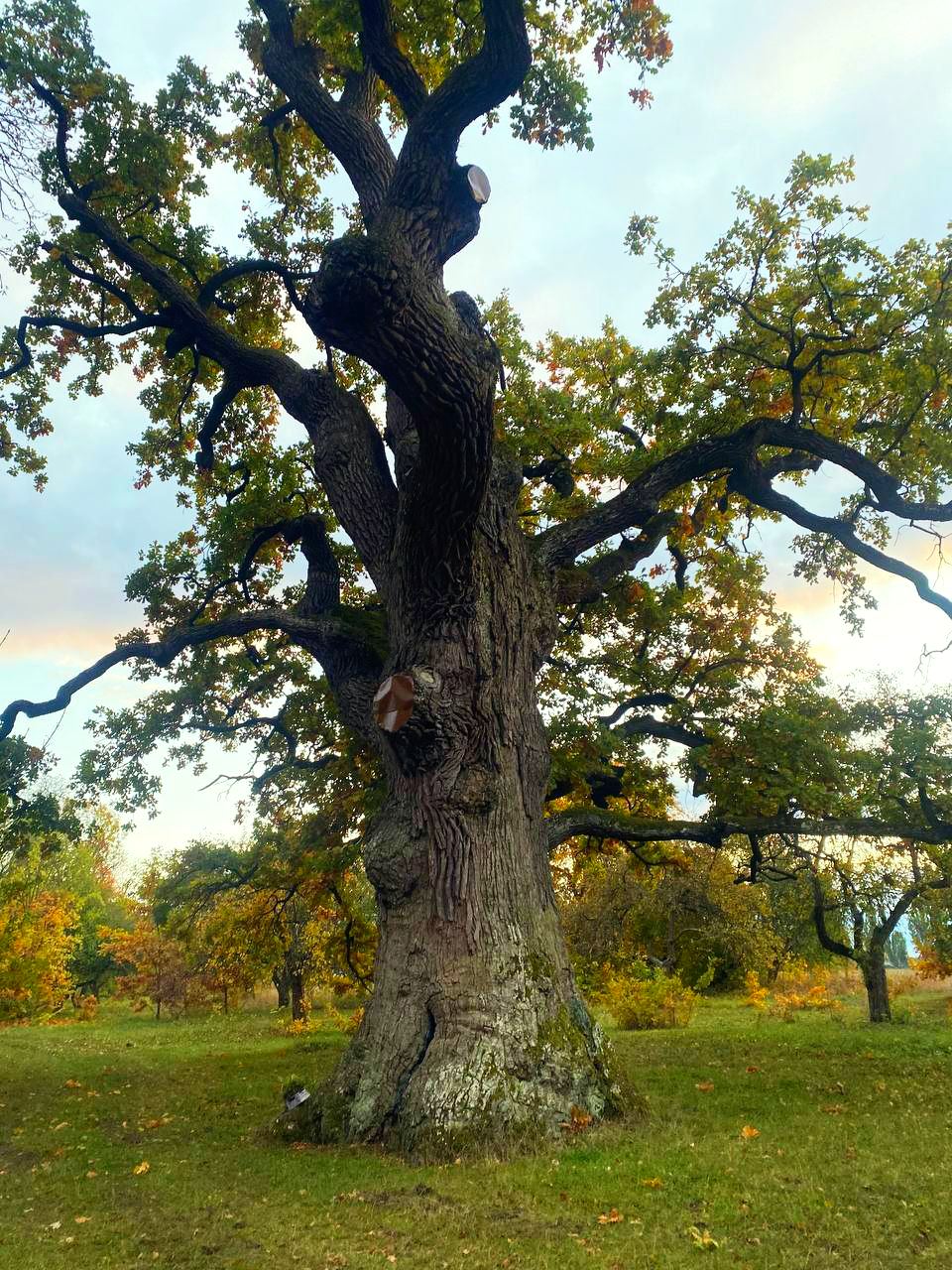 У київських лісах висадили нащадків Шевченкових дубів - фото 6
