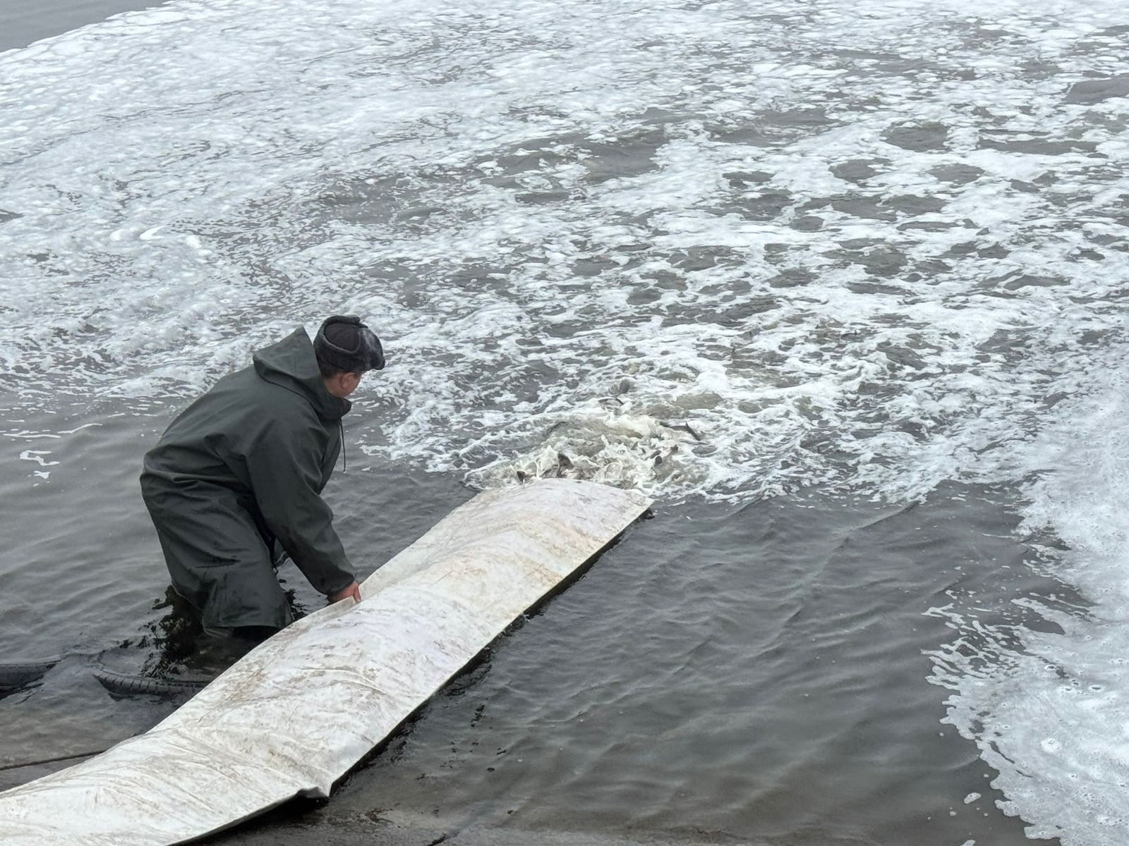 Історичне зариблення: 18,5 тонни водних біоресурсів поповнили води Кременчуцького водосховища