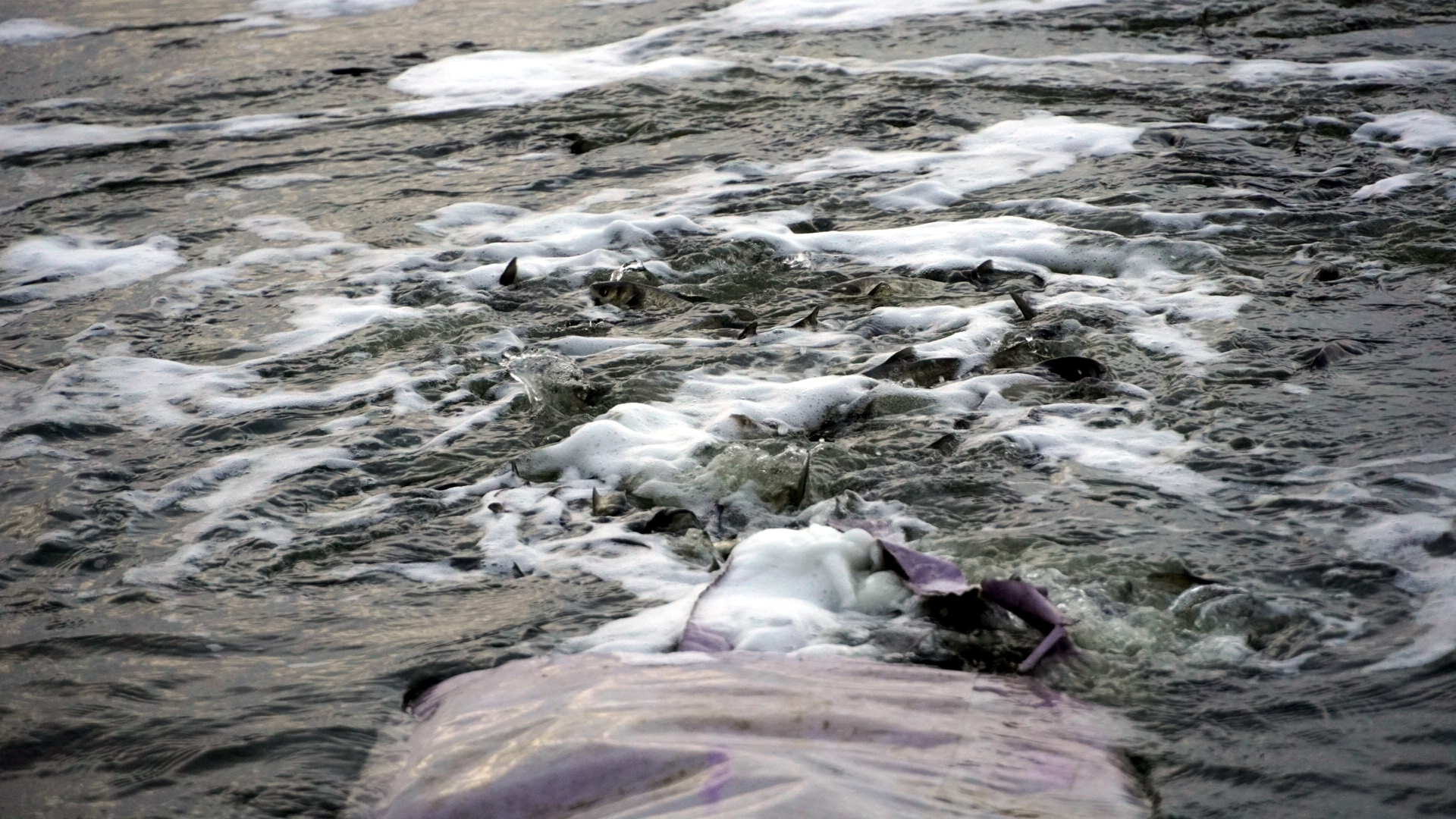 Історичне зариблення: 18,5 тонни водних біоресурсів поповнили води Кременчуцького водосховища - фото 2