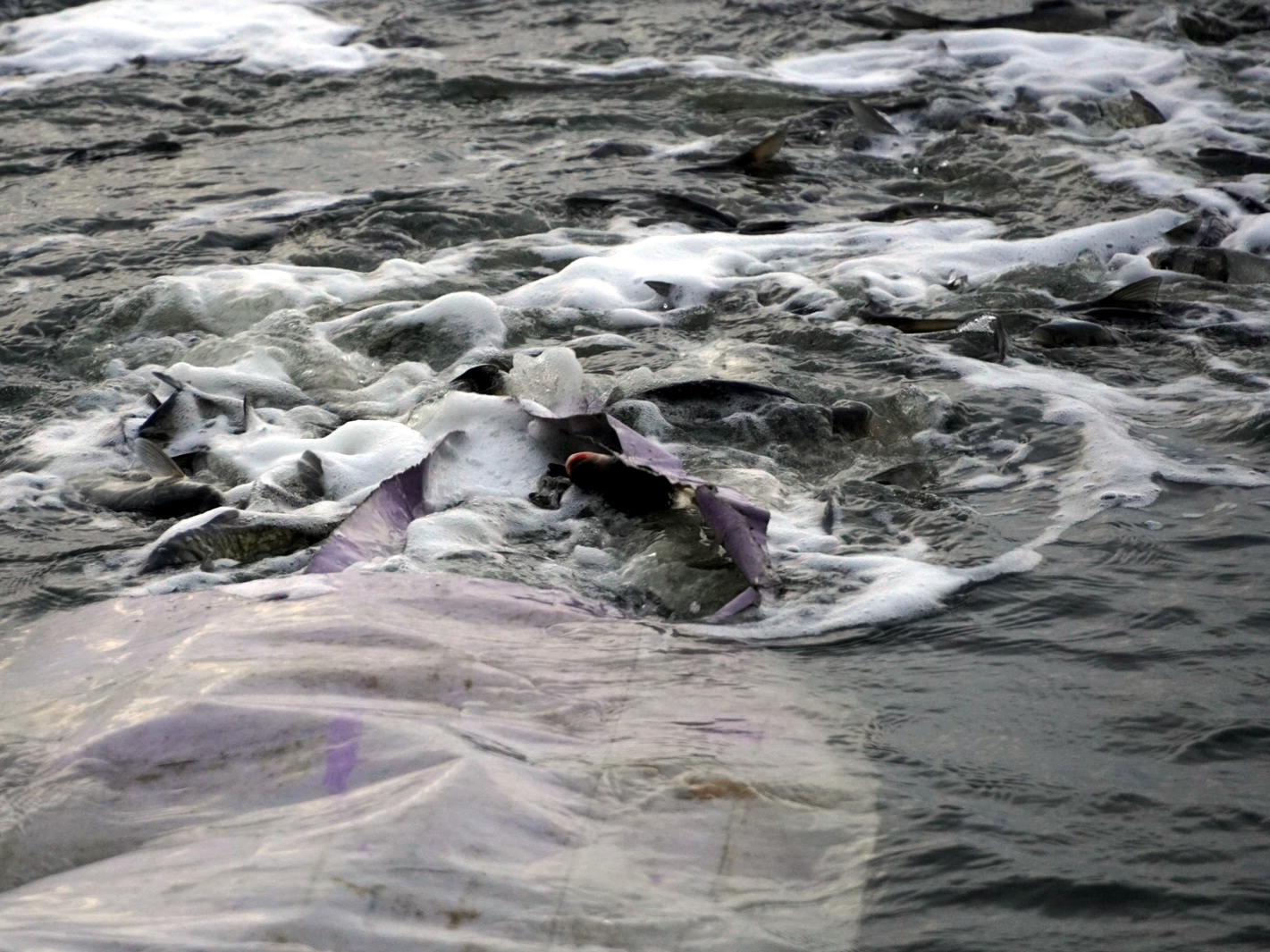 Історичне зариблення: 18,5 тонни водних біоресурсів поповнили води Кременчуцького водосховища - фото 3