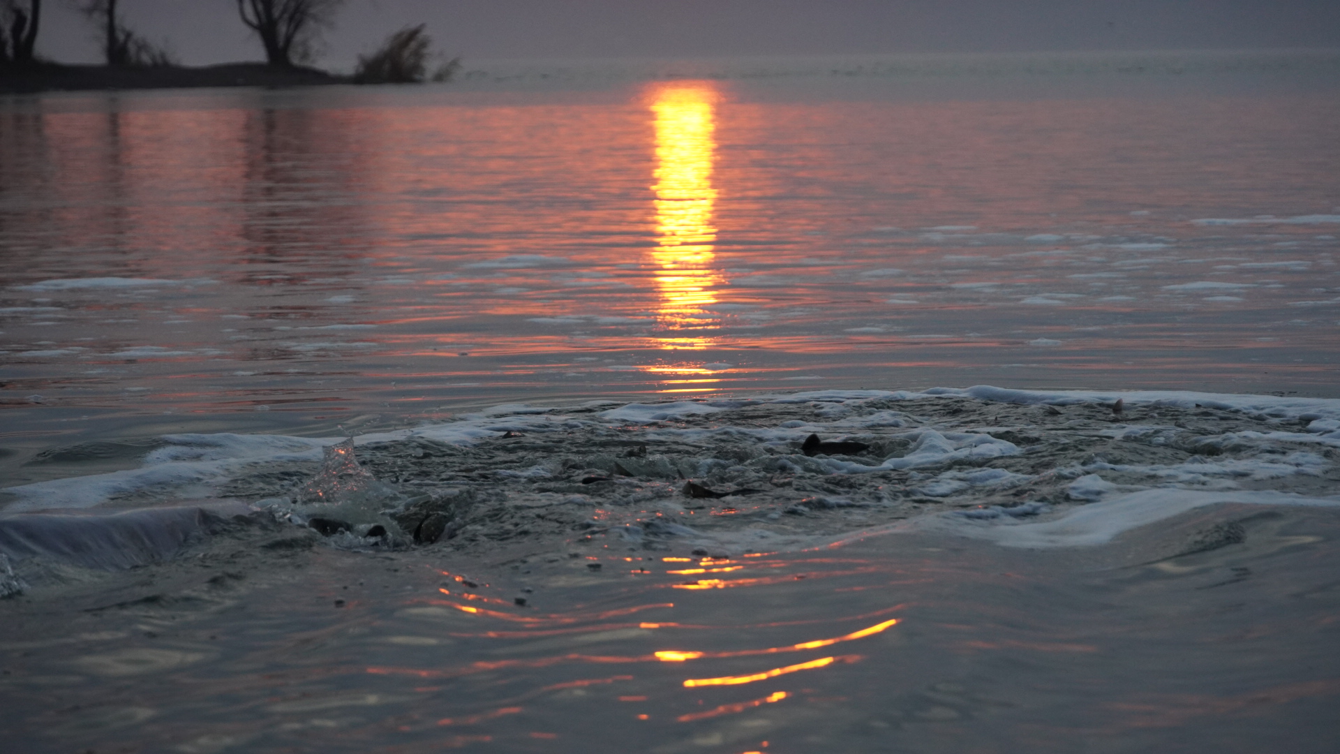 Історичне зариблення: 18,5 тонни водних біоресурсів поповнили води Кременчуцького водосховища - фото 4