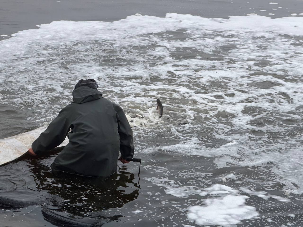 Історичне зариблення: 18,5 тонни водних біоресурсів поповнили води Кременчуцького водосховища - фото 5