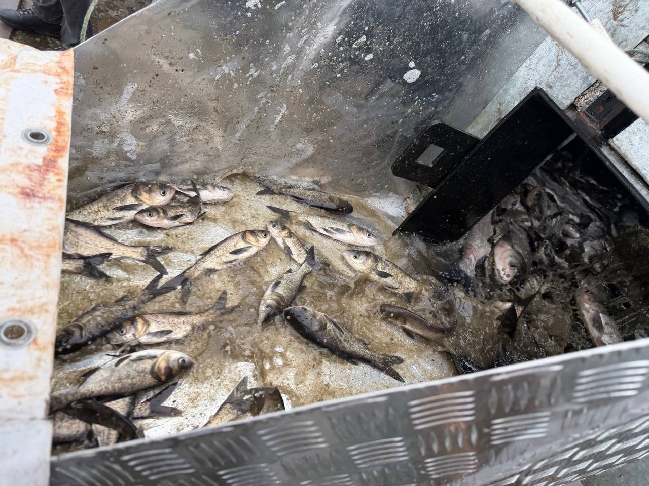 Історичне зариблення: 18,5 тонни водних біоресурсів поповнили води Кременчуцького водосховища - фото 6