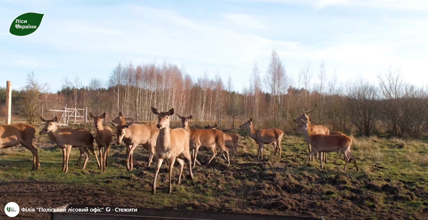 На Поліссі почали підгодовувати лісових тварин