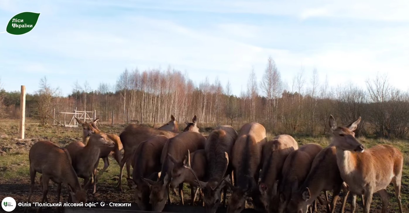 На Поліссі почали підгодовувати лісових тварин - фото 2