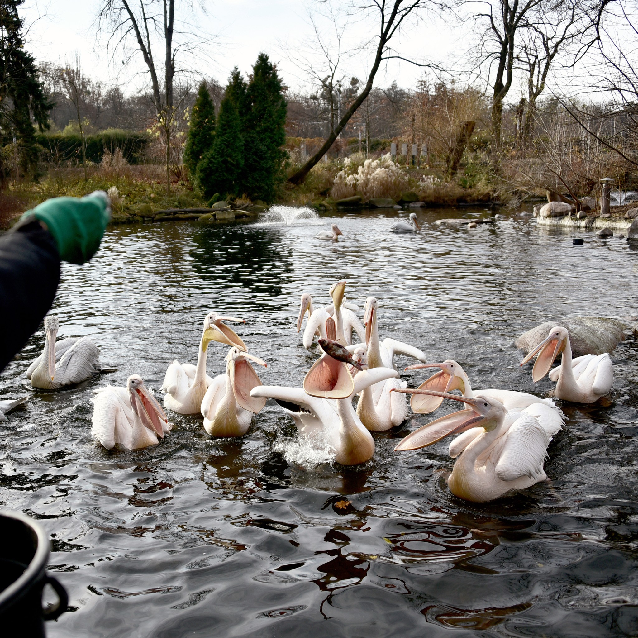 У київському зоопарку проводять останні пеліканячі пікніки
