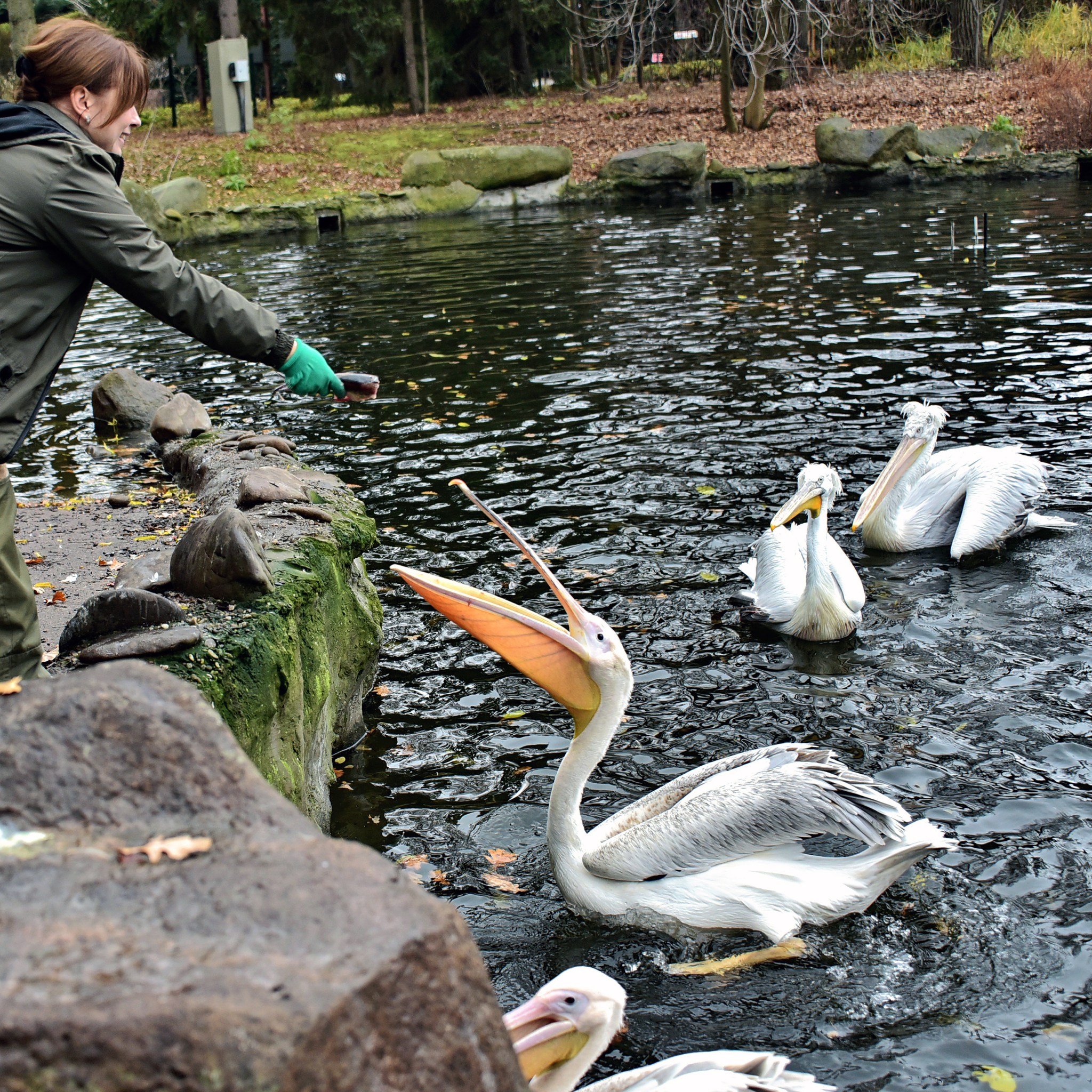 У київському зоопарку проводять останні пеліканячі пікніки - фото 2
