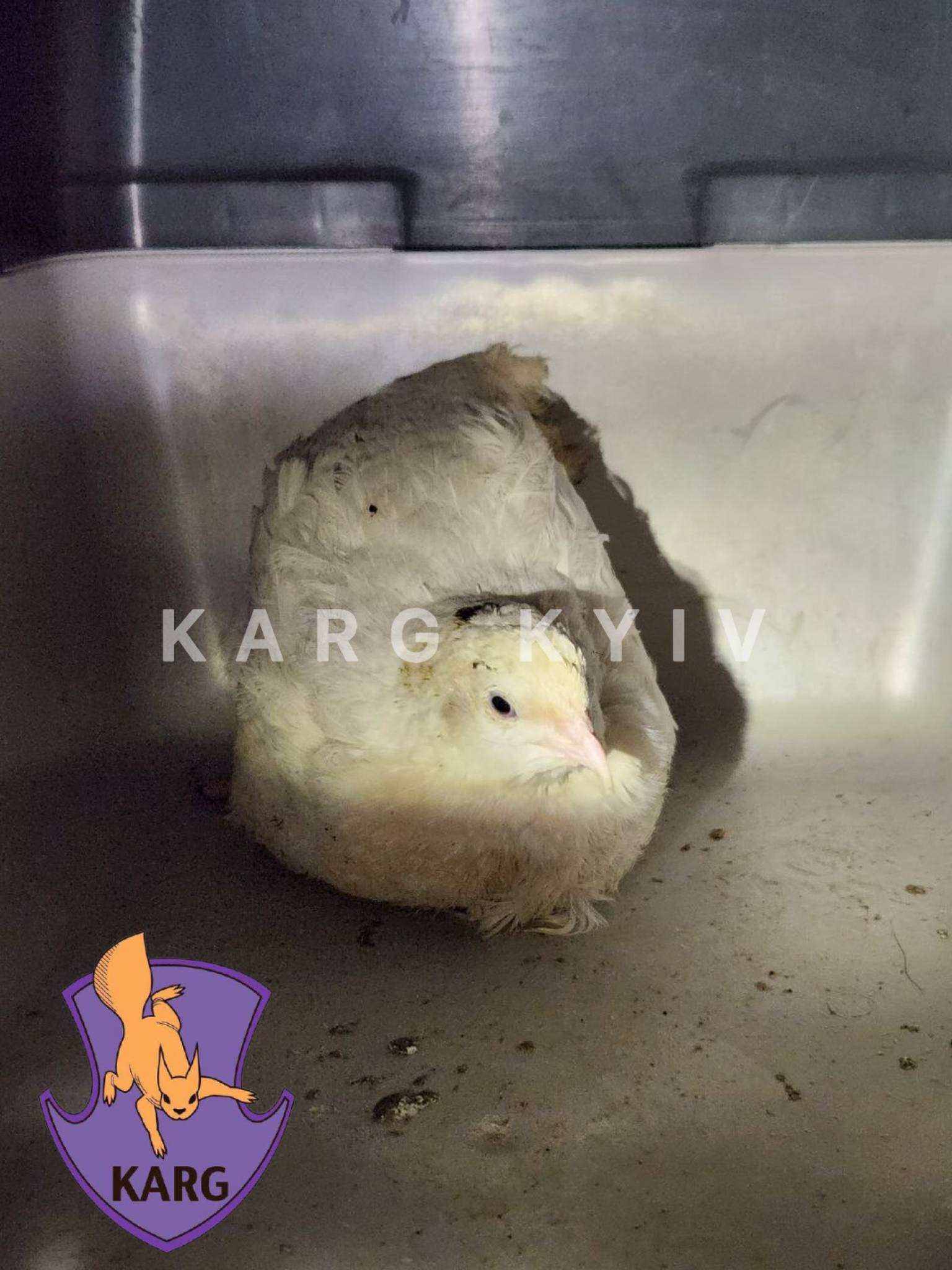 В KARG показали, як рятували домашніх тварин під час обстрілу Києва - фото 7