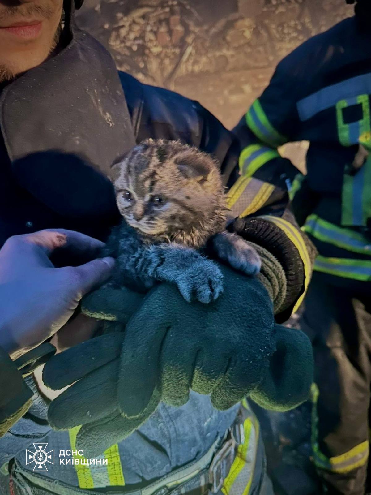 Рятувальники Київщини дістали з-під завалів кошеня, яке майже 10 годин було під плитою - фото 2