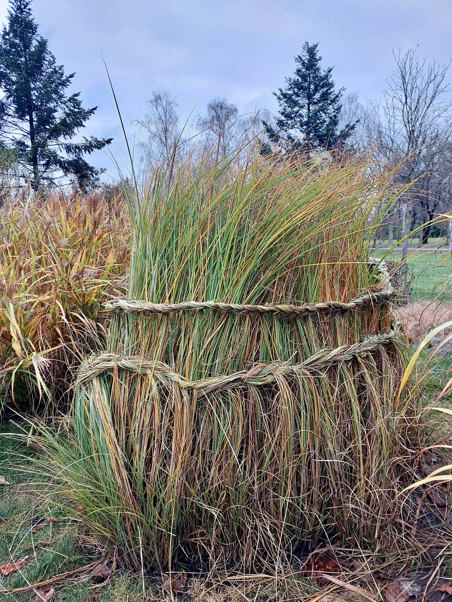 Зеленбудівці пояснили, навіщо заплітають коси на декоративних злаках - фото 5