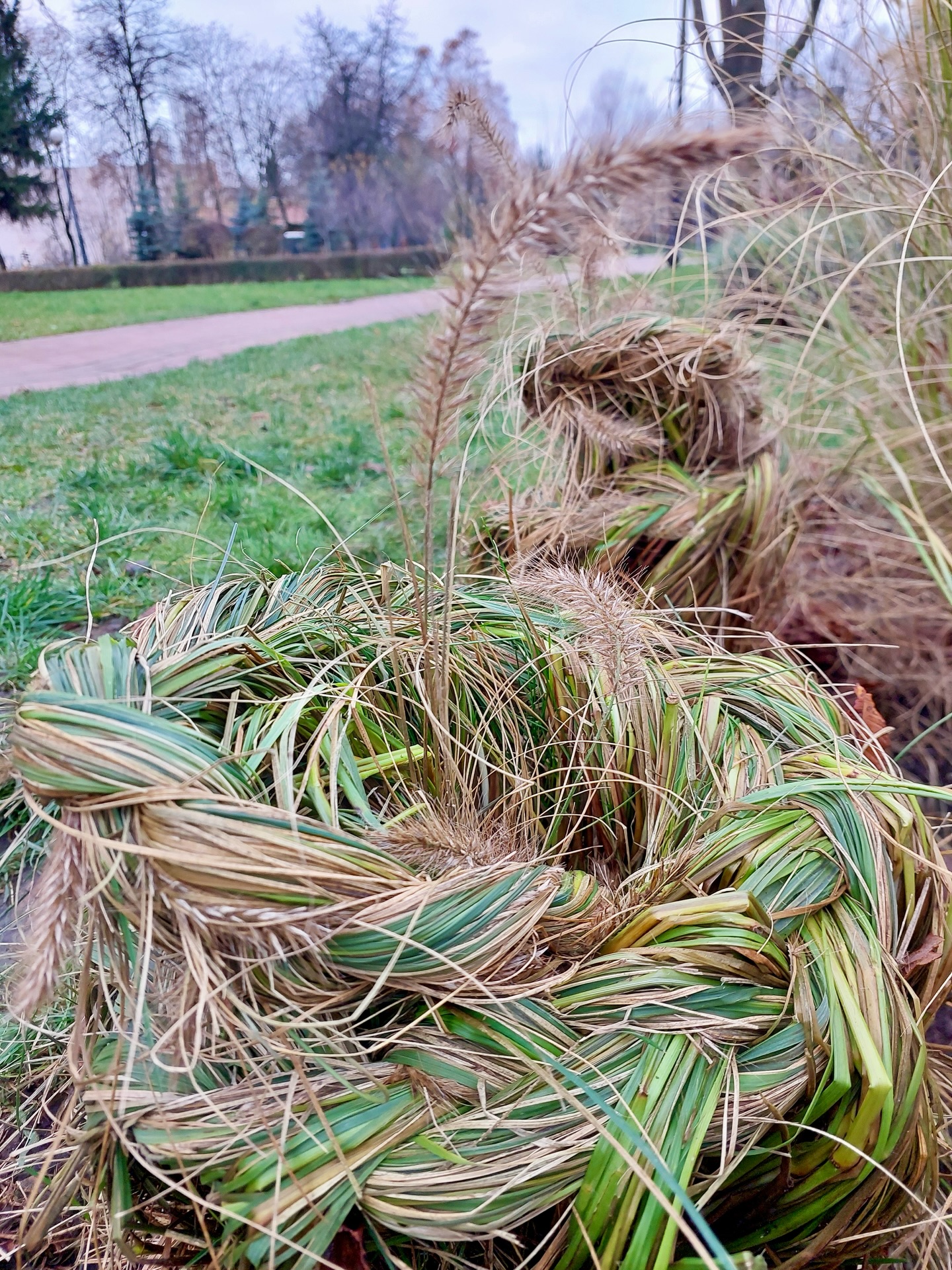 Зеленбудівці пояснили, навіщо заплітають коси на декоративних злаках - фото 6