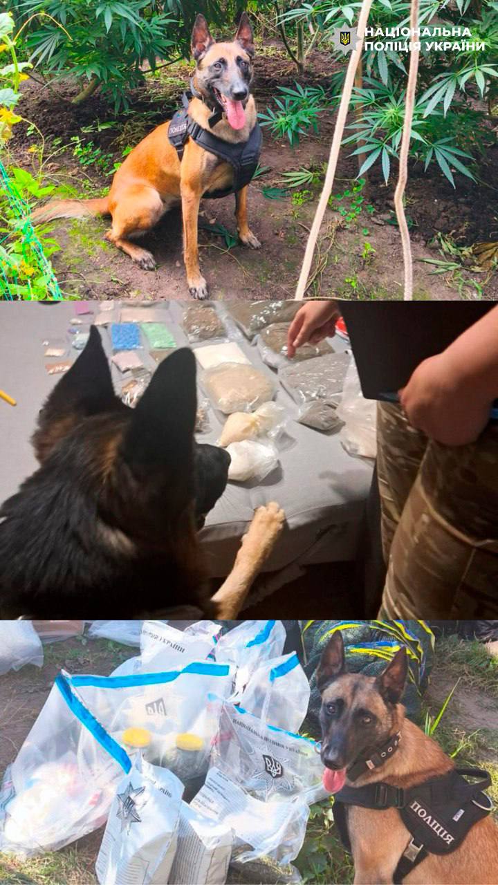 Службові собаки столичної поліції відшукали понад 50 кг наркотиків з початку року - фото 2