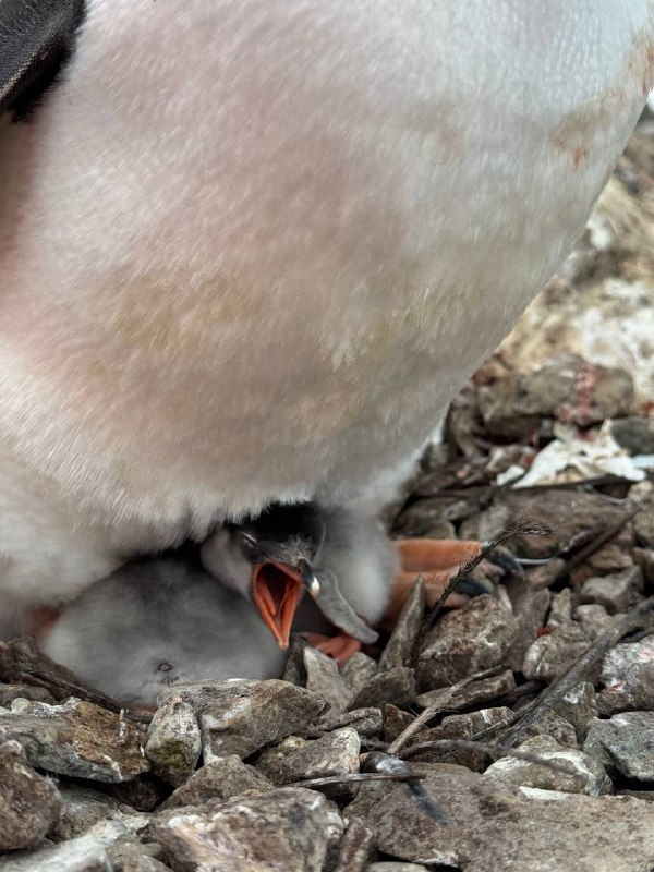 Біля української станції «Академік Вернадський» з’явилося перше пінгвіня. Фото