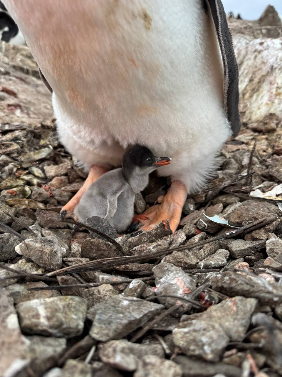 Біля української станції «Академік Вернадський» з’явилося перше пінгвіня. Фото - фото 2