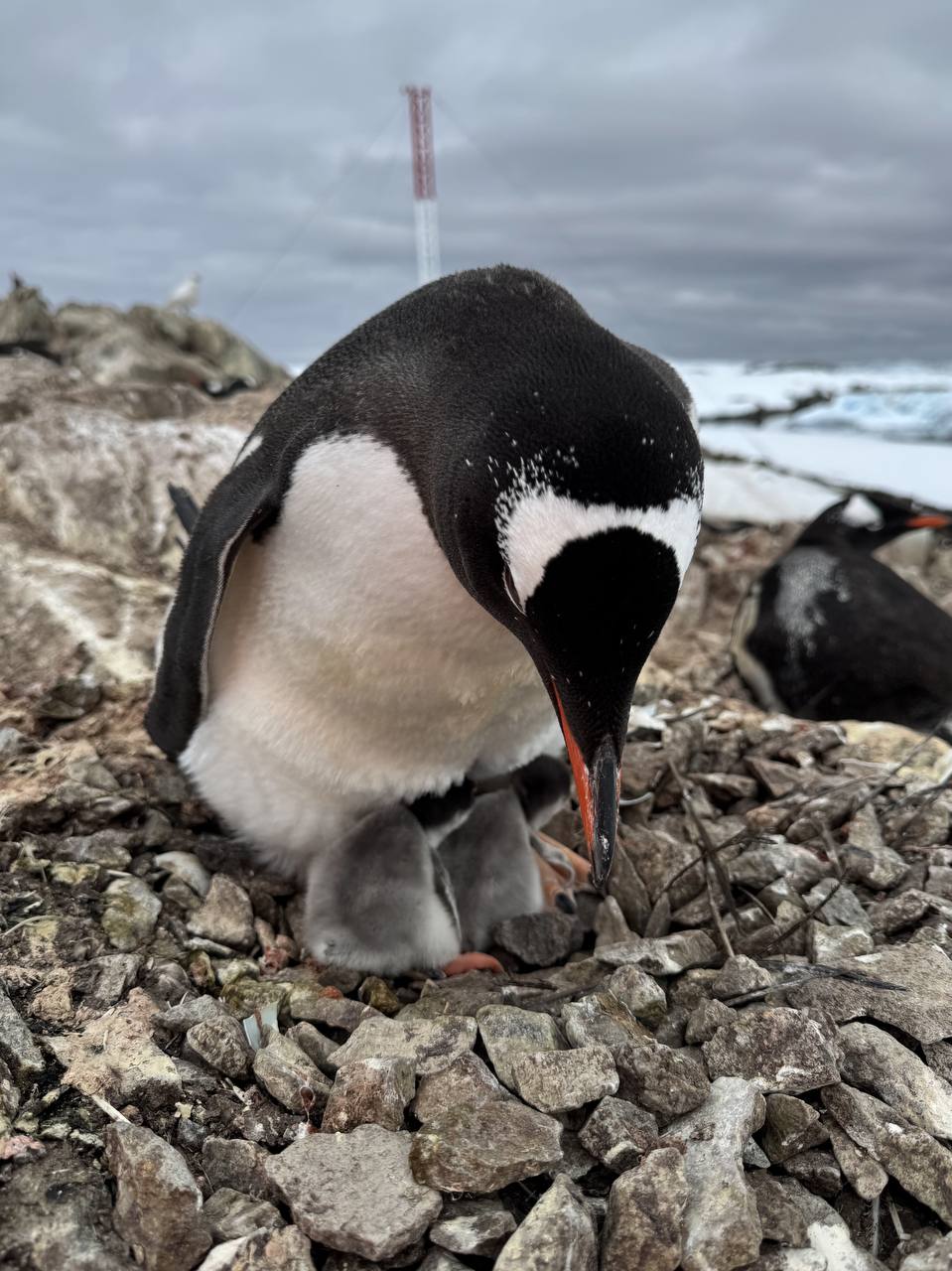 Біля української станції «Академік Вернадський» з’явилося перше пінгвіня. Фото - фото 3
