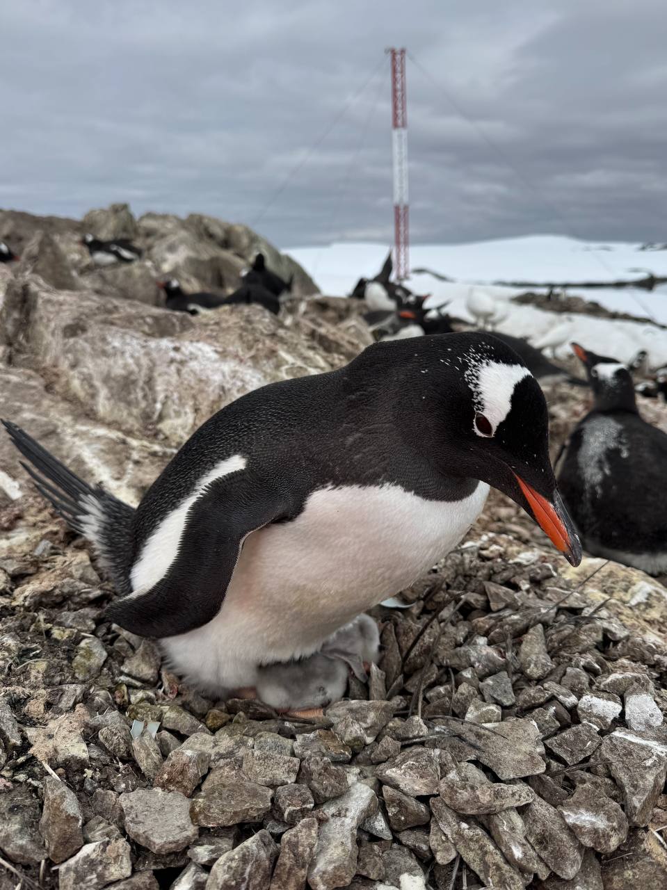 Біля української станції «Академік Вернадський» з’явилося перше пінгвіня. Фото - фото 4