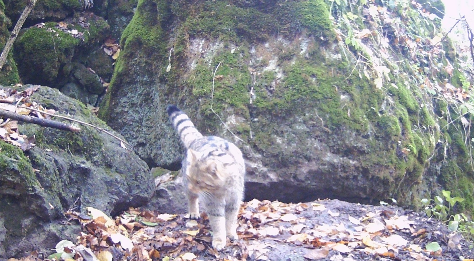 Лісовий кіт потрапив у фотопастку на Тернопільщині
