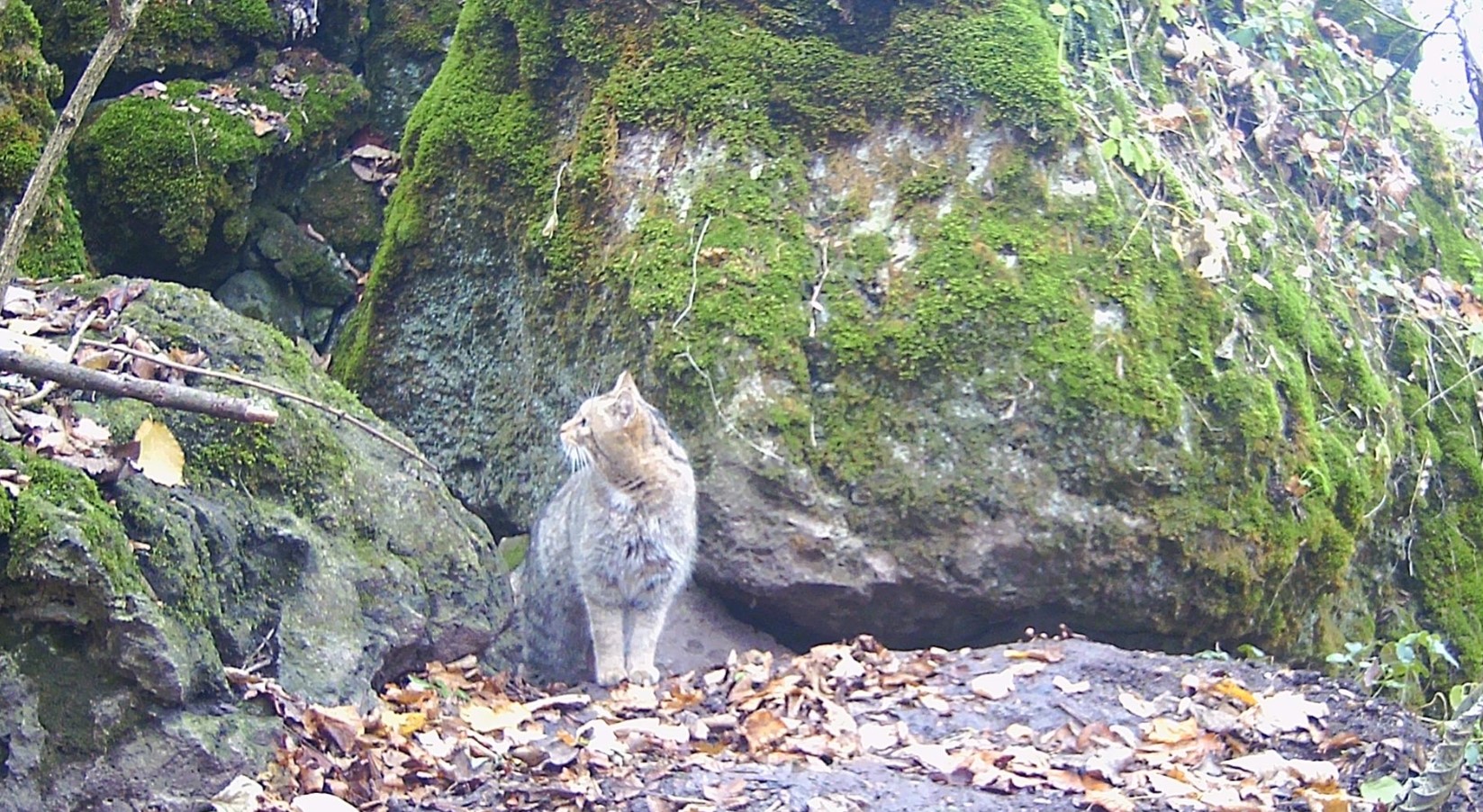 Лісовий кіт потрапив у фотопастку на Тернопільщині - фото 2