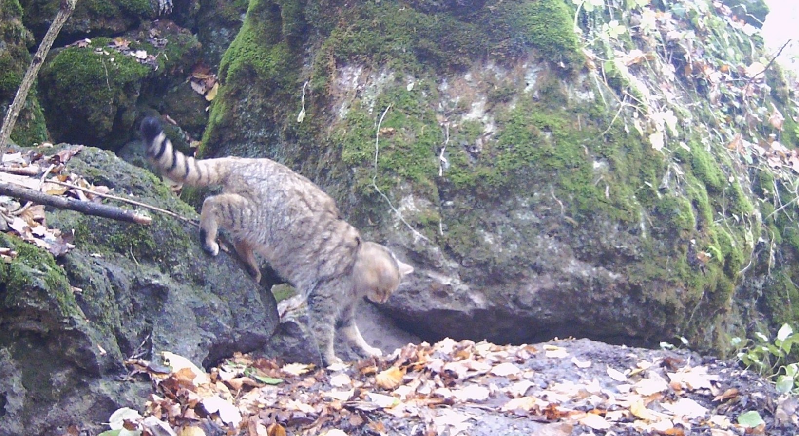 Лісовий кіт потрапив у фотопастку на Тернопільщині - фото 3