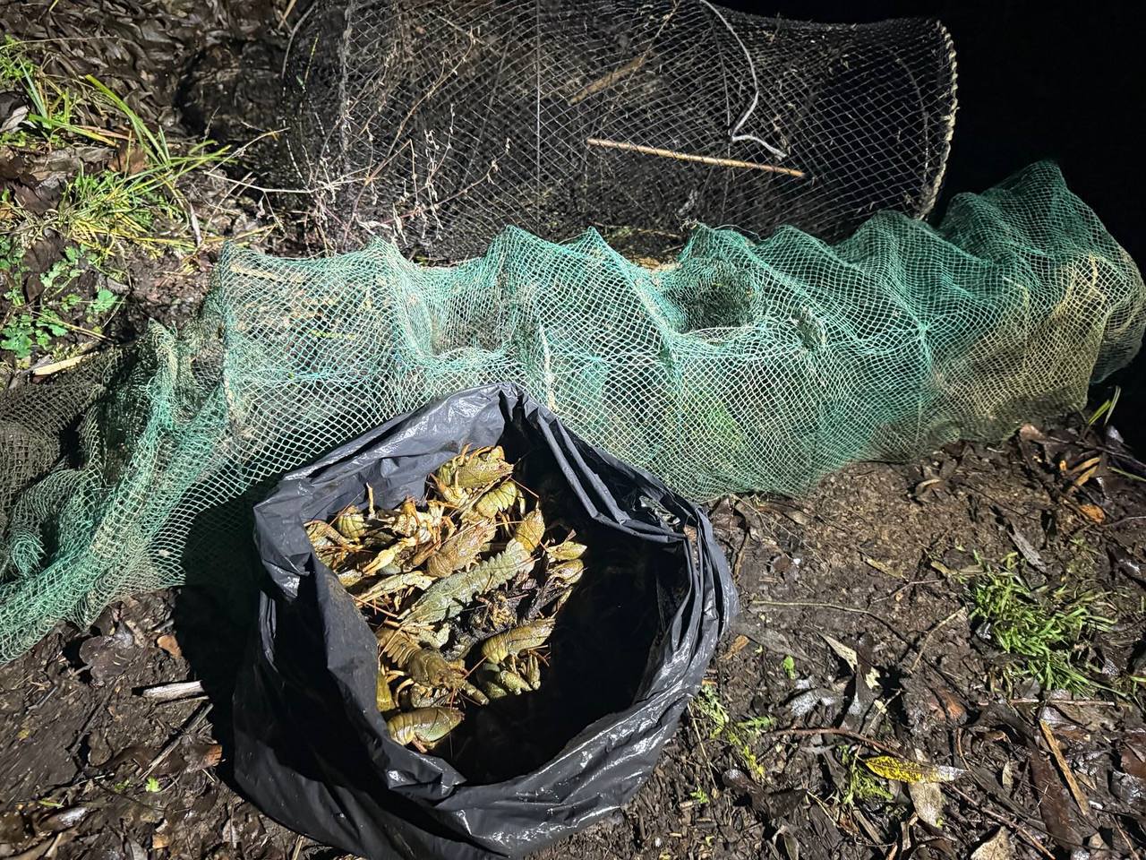 Черкаські рибоохоронці викрили незаконний вилов раків на двох водоймах