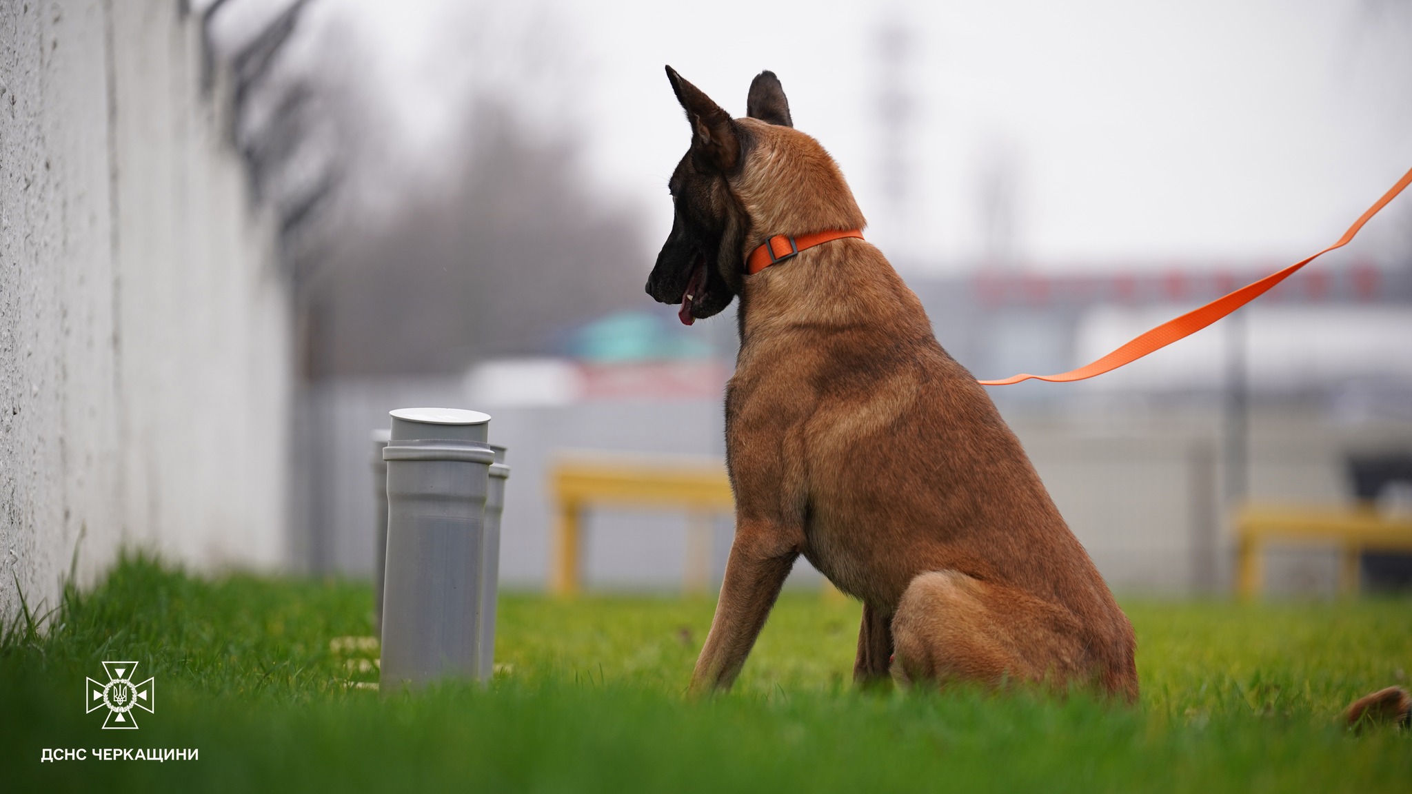 Черкаських рятувальників підсилив чотирилапий напарник Блерт - фото 3