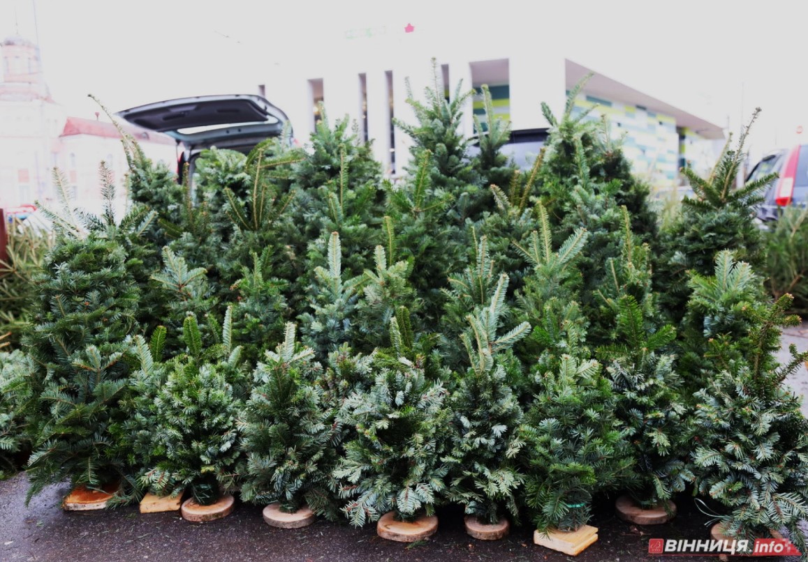 Ялинкові базари 2025: локації та ціни у Вінниці та по області