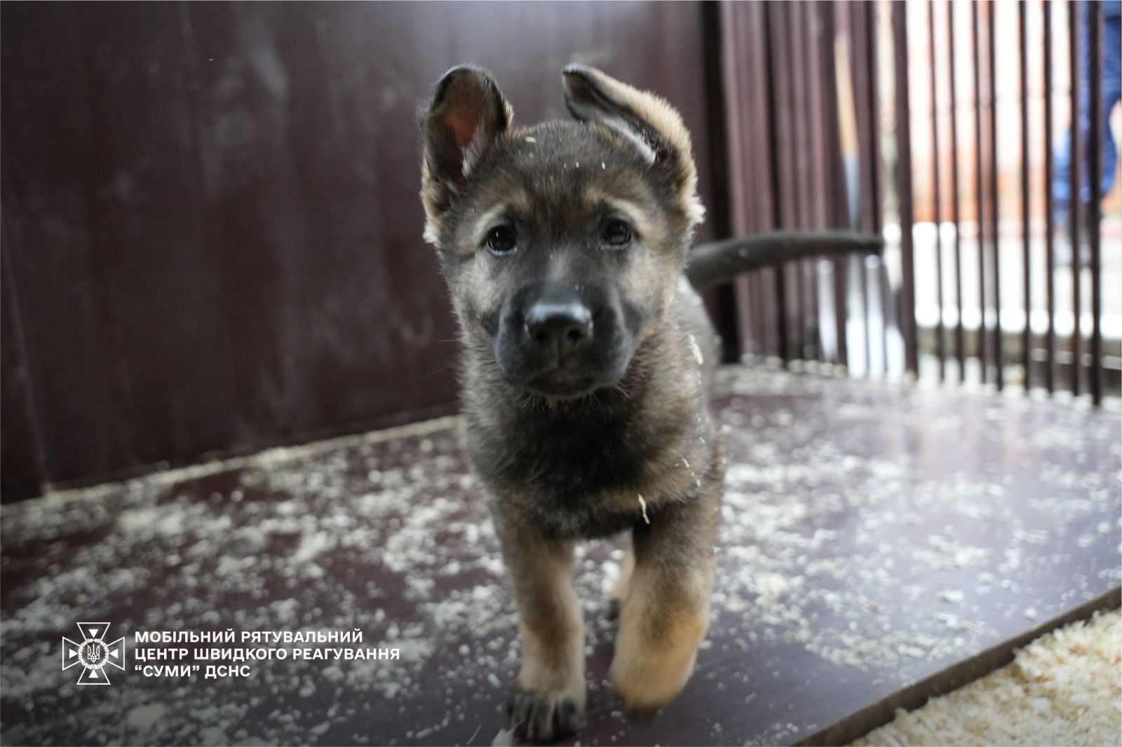 Семеро цуценят народилися у розпліднику ДСНС. Фото і відео