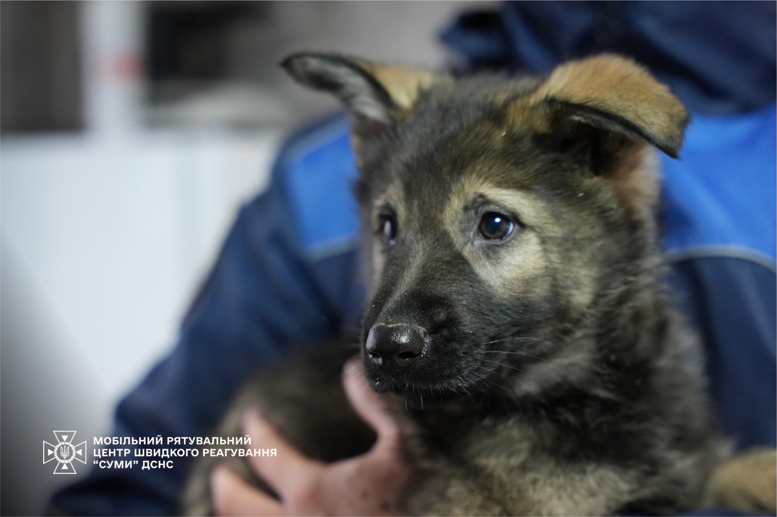Семеро цуценят народилися у розпліднику ДСНС. Фото і відео - фото 2