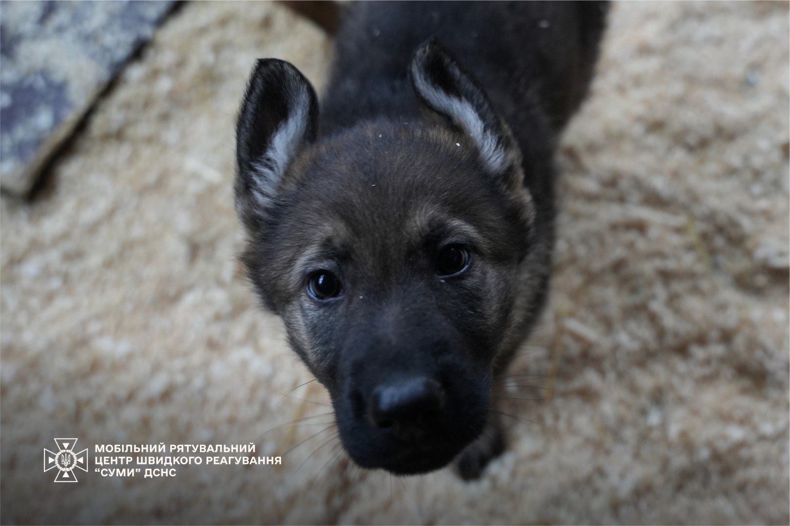 Семеро цуценят народилися у розпліднику ДСНС. Фото і відео - фото 4