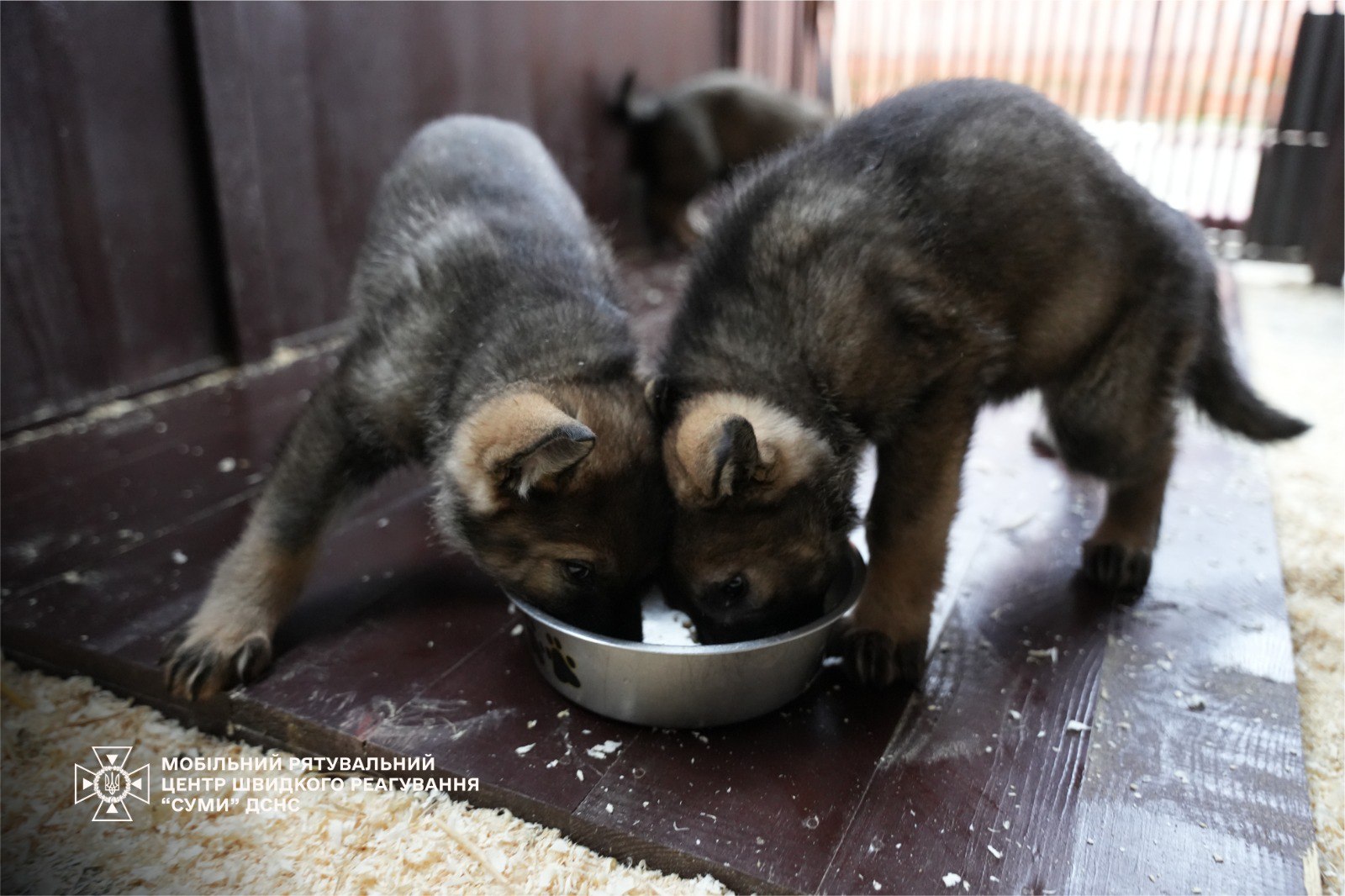 Семеро цуценят народилися у розпліднику ДСНС. Фото і відео - фото 5