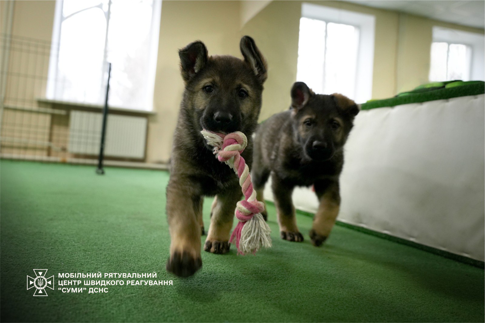 Семеро цуценят народилися у розпліднику ДСНС. Фото і відео - фото 6