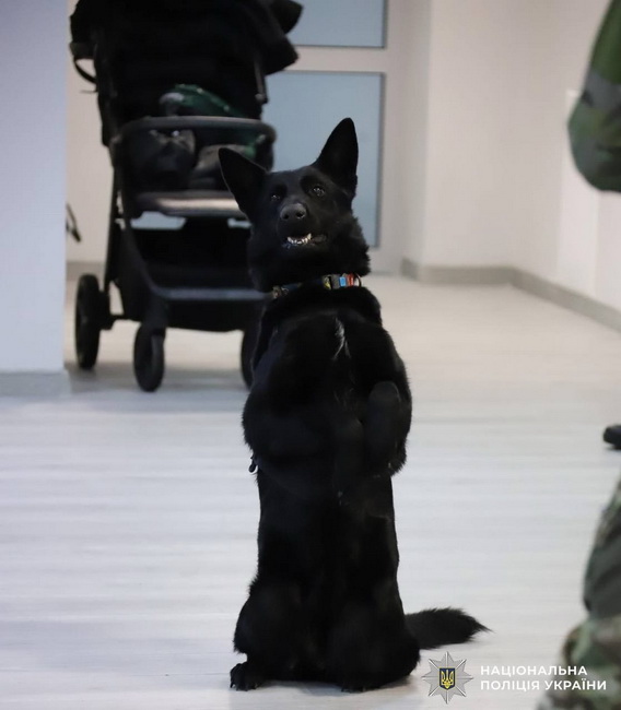 Психологи та кінологи провели захід для поранених бійців у Вінниці - фото 2