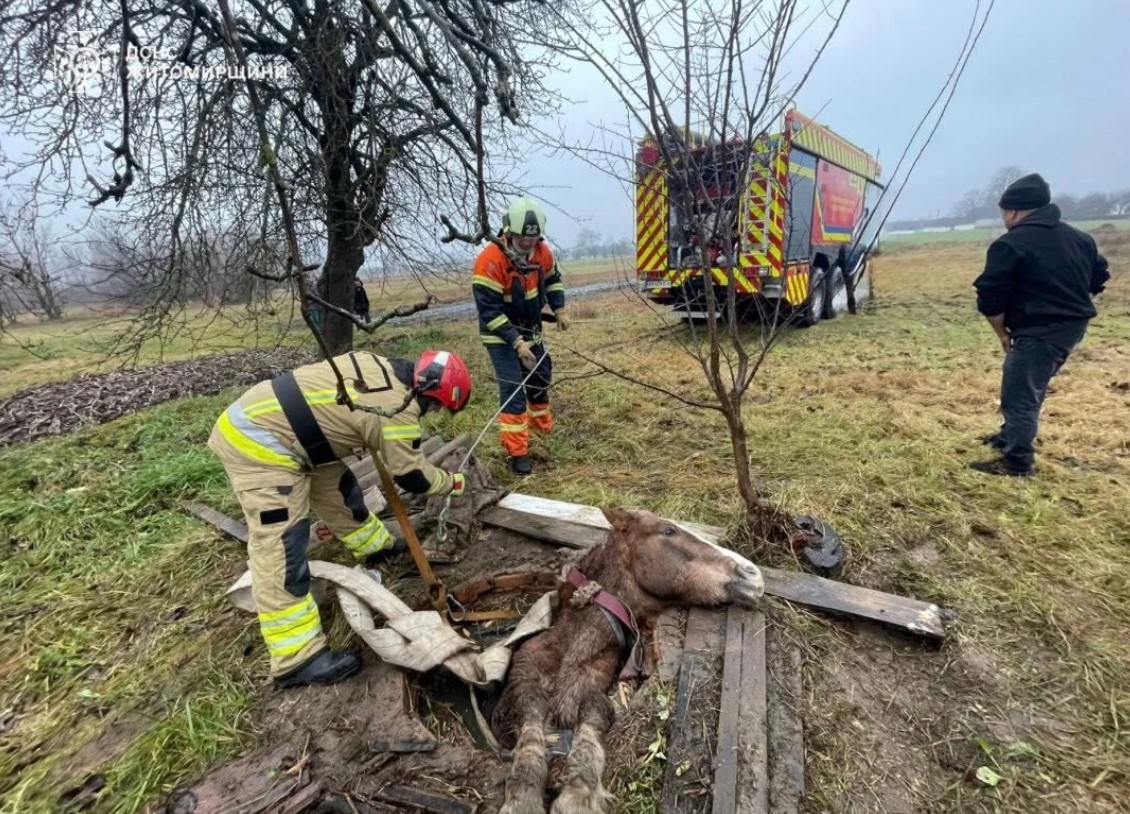 На Житомирщині врятували коня, який впав у колодязь - фото 3