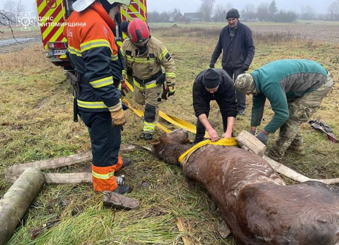 На Житомирщині врятували коня, який впав у колодязь - фото 2