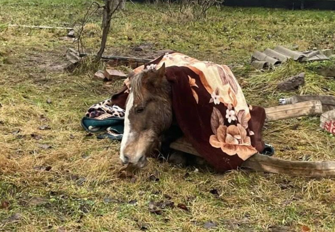 На Житомирщині врятували коня, який впав у колодязь