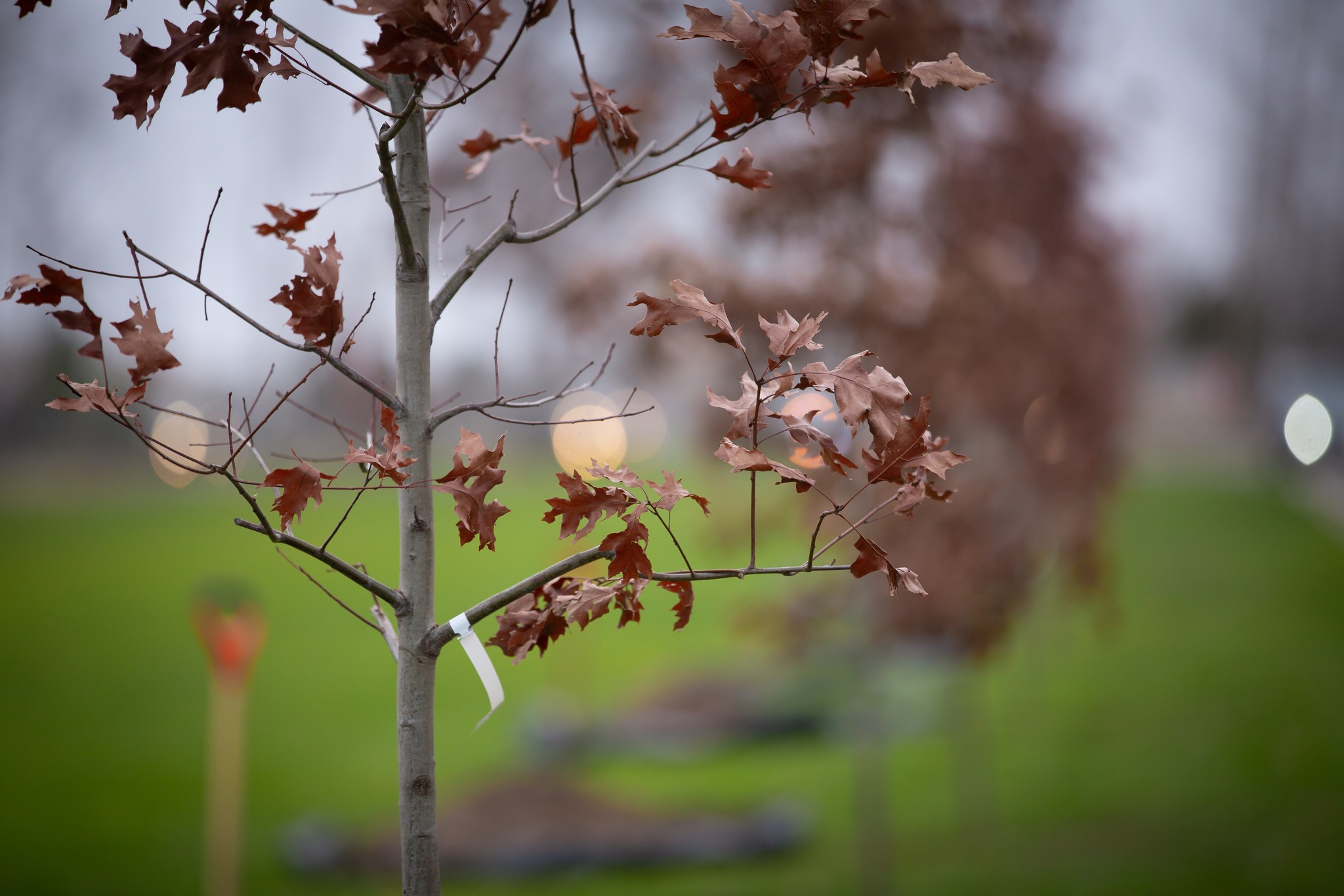 На Національному військовому кладовищі у пам’ять про загиблих захисників висадили 56 дубів - фото 2