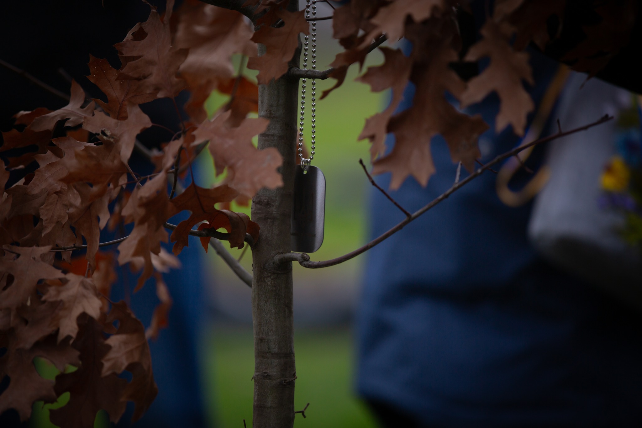 На Національному військовому кладовищі у пам’ять про загиблих захисників висадили 56 дубів
