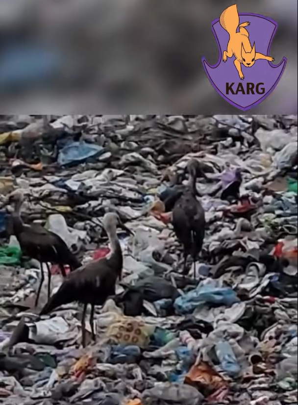 На звалищі у Київській області врятували 9 лелек