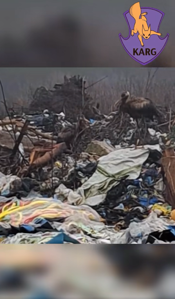 На звалищі у Київській області врятували 9 лелек - фото 2