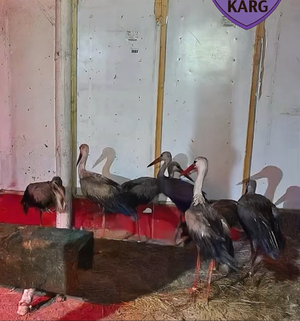 На звалищі у Київській області врятували 9 лелек - фото 3