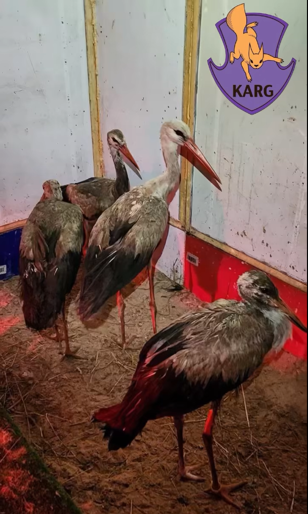 На звалищі у Київській області врятували 9 лелек - фото 4