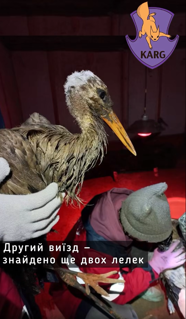 На звалищі у Київській області врятували 9 лелек - фото 5