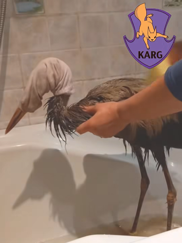 На звалищі у Київській області врятували 9 лелек - фото 6