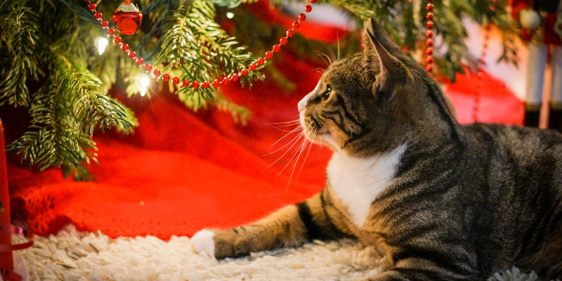 Дитячі вірші про Новий рік: найбільша добірка для малечі - фото 4