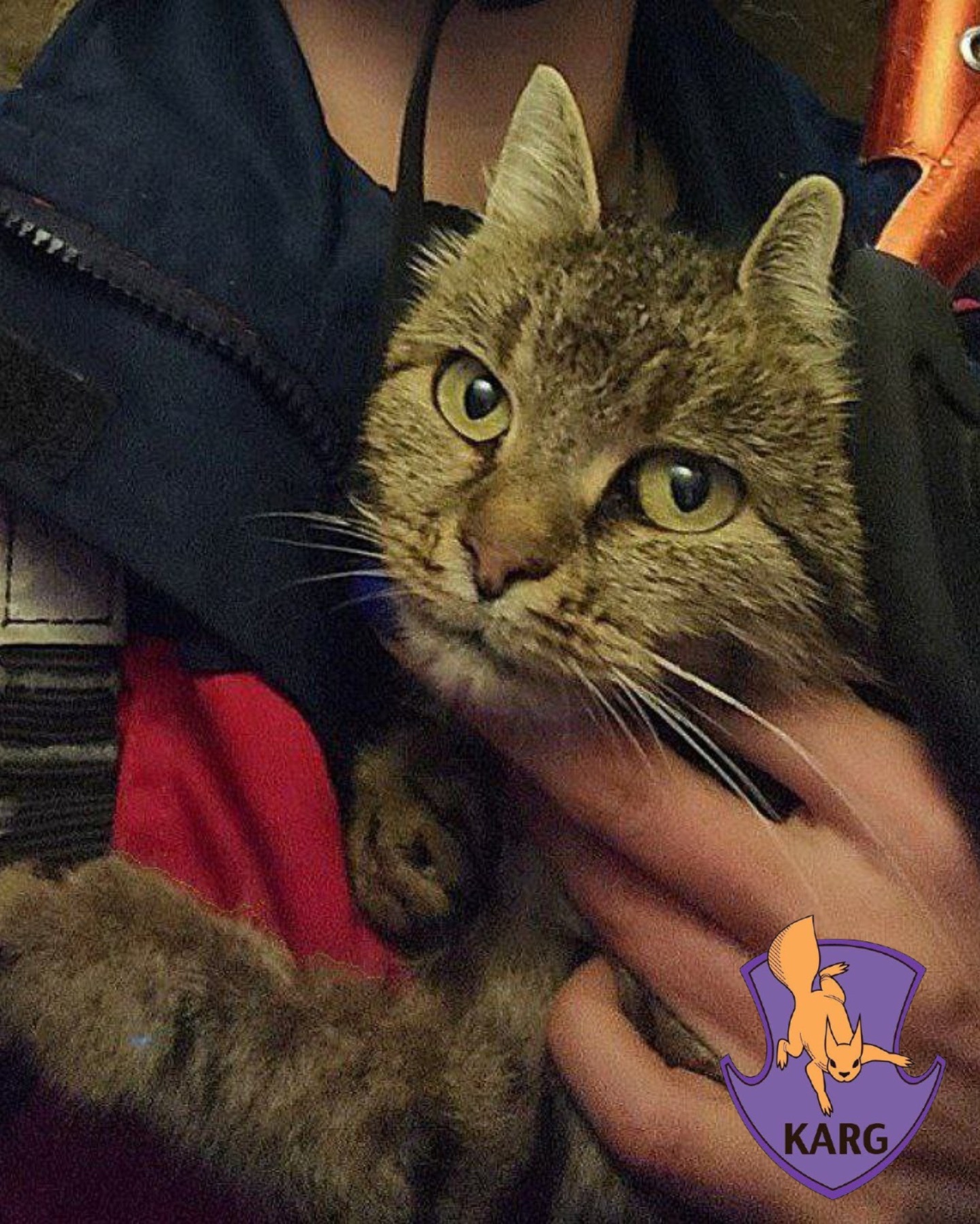 У Києві врятували кішку, яка впала у глибокий колодязь - фото 3