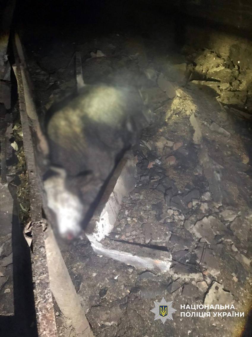 Російські дрони вбили 7 корів на Чернігівщині - фото 2