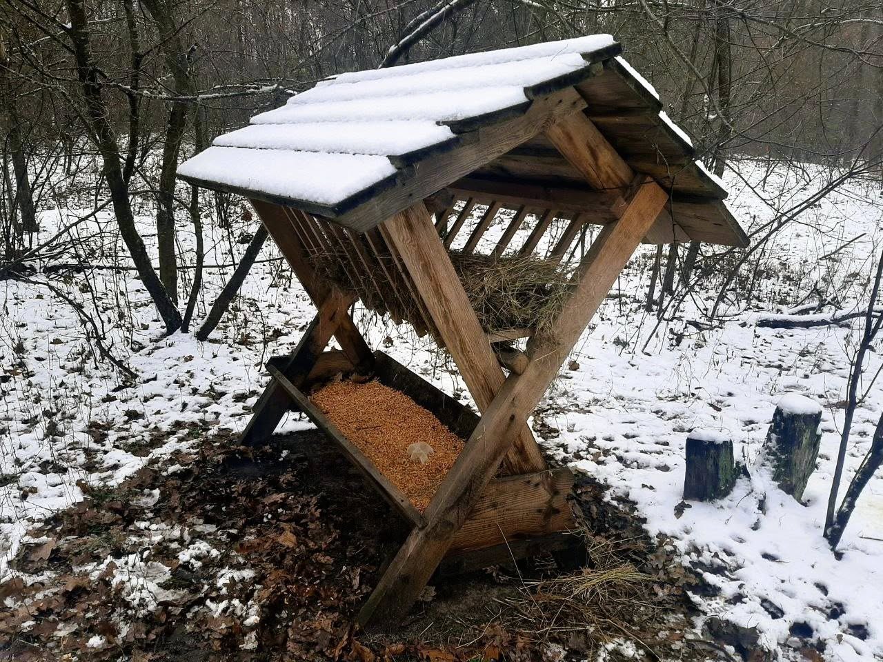 У лісах Києва тривають заходи з підтримки диких тварин у зимовий період - фото 2