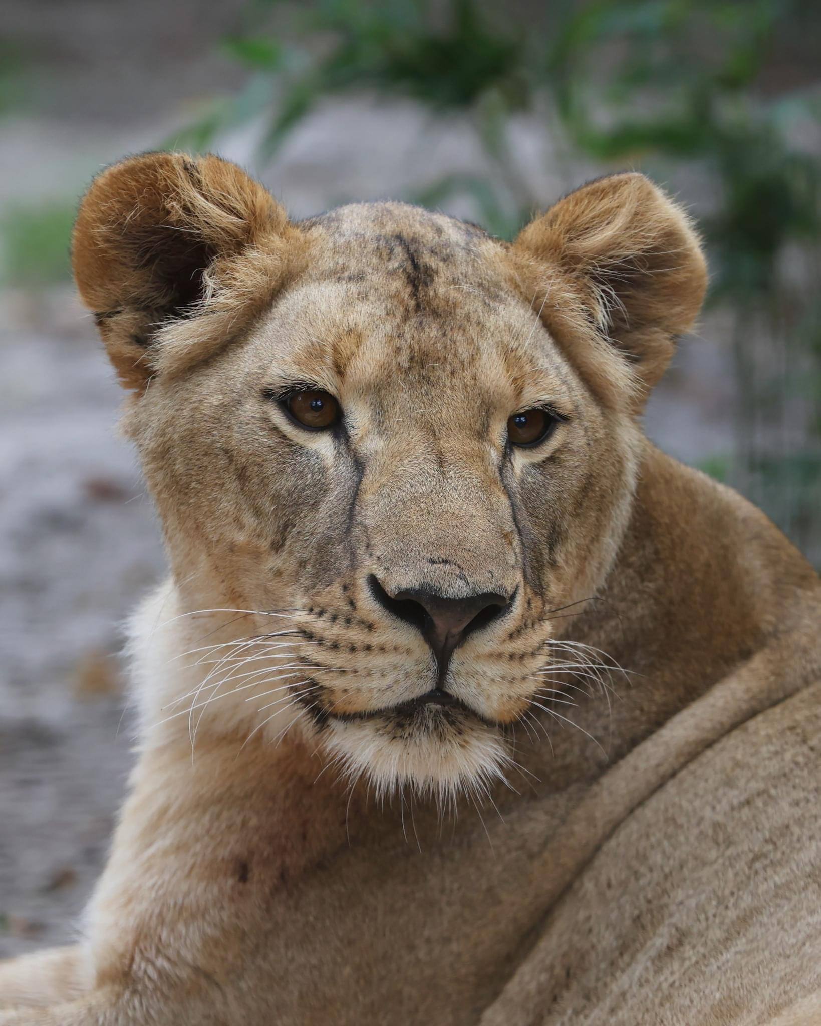 У Південній Африці померла врятована з Харківщини левиця Василина
