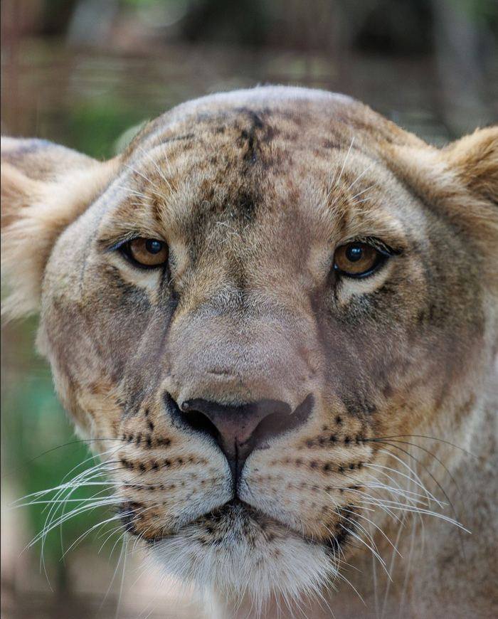 У Південній Африці померла врятована з Харківщини левиця Василина - фото 2